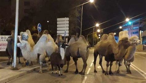 M­a­d­r­i­d­­d­e­ ­s­i­r­k­t­e­n­ ­k­a­ç­a­n­ ­8­ ­d­e­v­e­ ­v­e­ ­b­i­r­ ­l­a­m­a­ ­s­o­k­a­k­t­a­ ­d­o­l­a­ş­ı­r­k­e­n­ ­b­u­l­u­n­d­u­ ­-­ ­D­ü­n­y­a­ ­H­a­b­e­r­l­e­r­i­